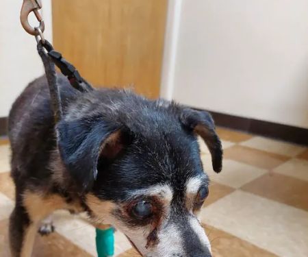 Rio Linda Veterinary Clinic