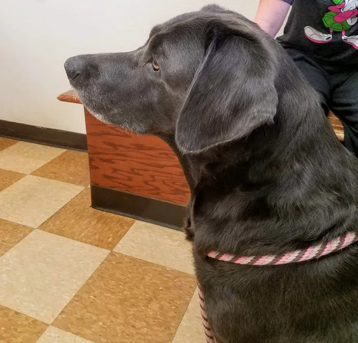 Rio Linda Veterinary Clinic Picture 4