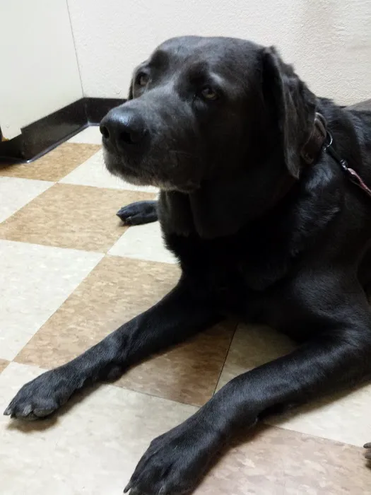 Rio Linda Veterinary Clinic Picture 10