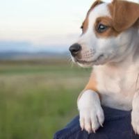 Providence Vet ico