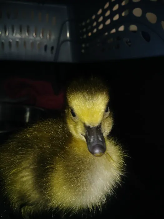 Providence Vet Picture 7