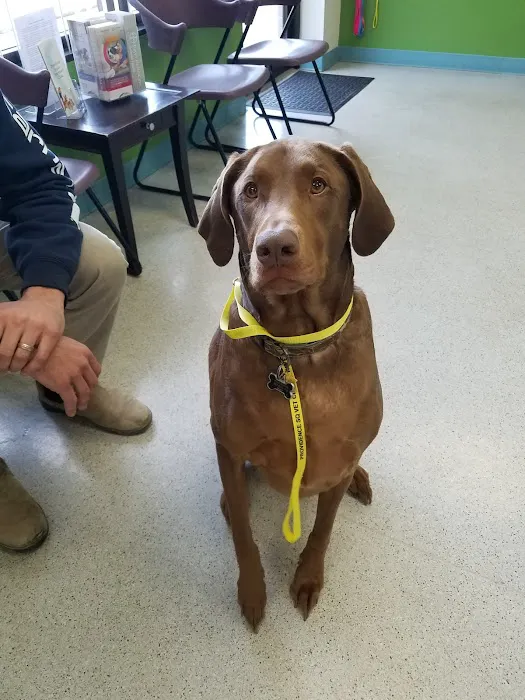Providence Vet Picture 5