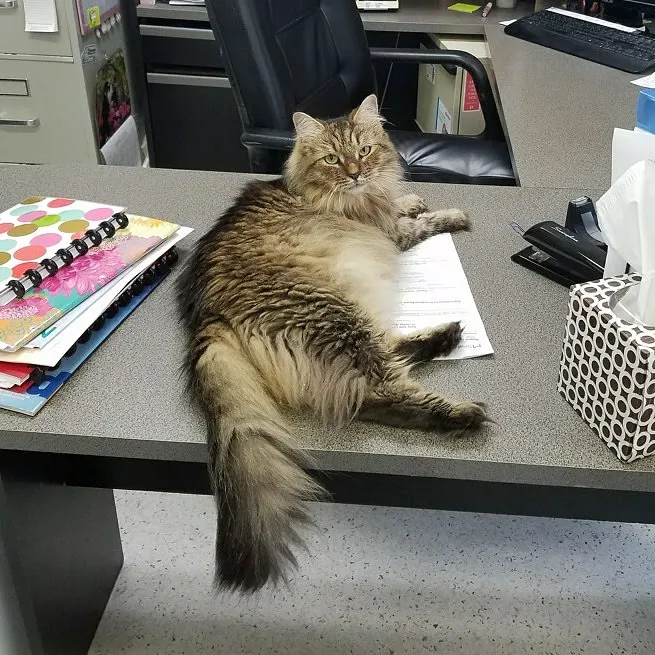 Providence Vet Picture 8