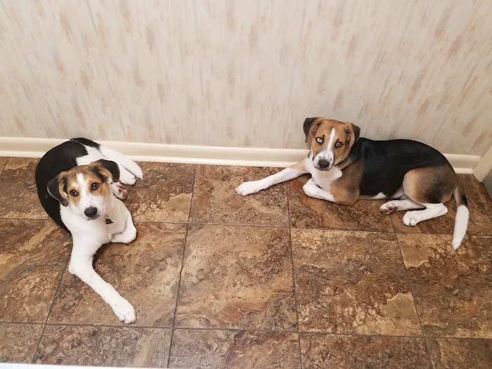 Bostic Veterinary Hospital Picture 1