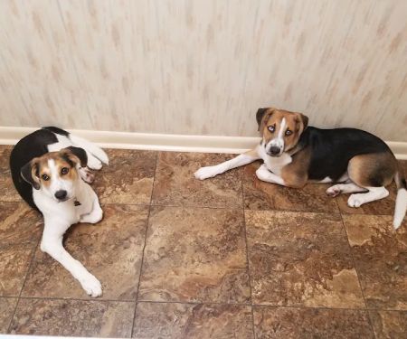 Bostic Veterinary Hospital