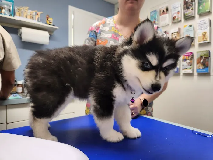 Bostic Veterinary Hospital Picture 6