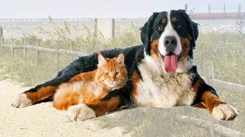 Bostic Veterinary Hospital Picture 8
