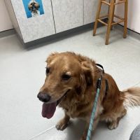 Boulevard Veterinary Hospital ico
