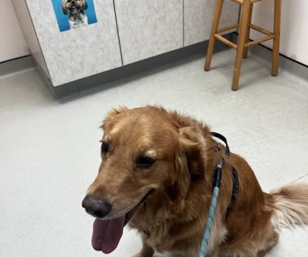 Boulevard Veterinary Hospital