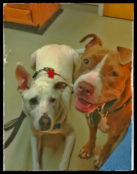 Boulevard Veterinary Hospital Picture 9