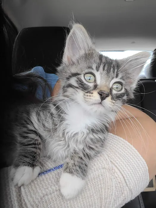 Norfolk SPCA Community Spay Neuter Clinic Picture 5