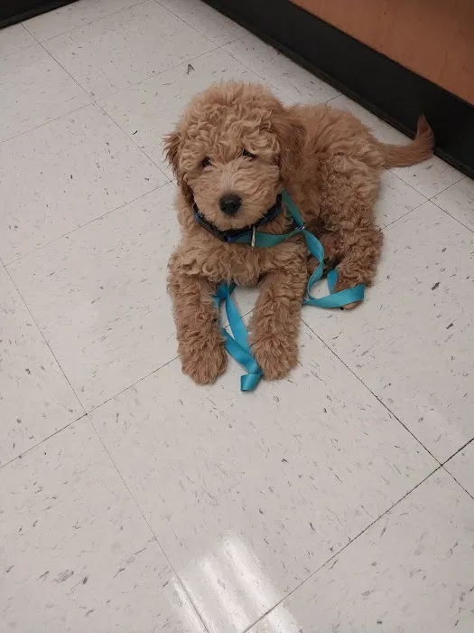 Banfield Pet Hospital Picture 7