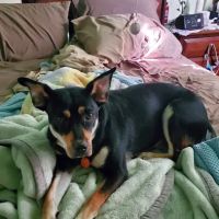 Bayview Veterinary Clinic ico