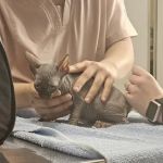 Carpenter-Pope Veterinary Hospital