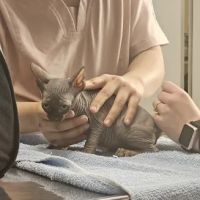 Carpenter-Pope Veterinary Hospital ico