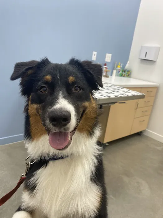 Cumulus Animal Hospital Picture 6