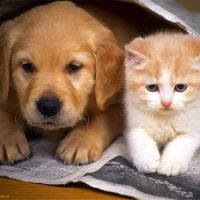 Beverly Robertson Veterinary Clinic ico
