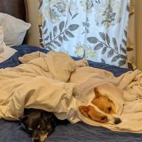 The ASPCA Los Angeles Spay/Neuter Clinic ico