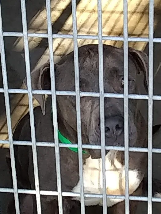 The ASPCA Los Angeles Spay/Neuter Clinic Picture 3