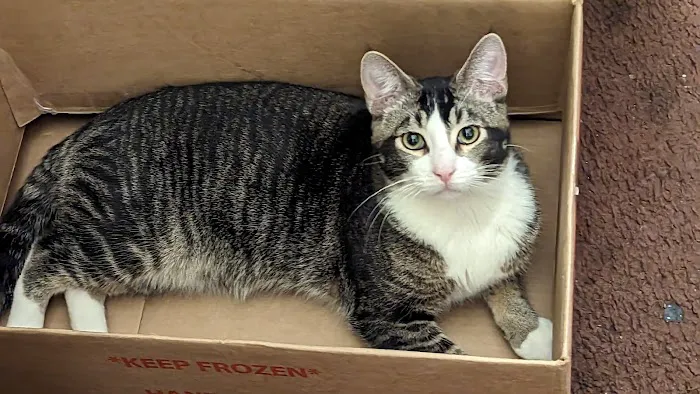The ASPCA Los Angeles Spay/Neuter Clinic Picture 6