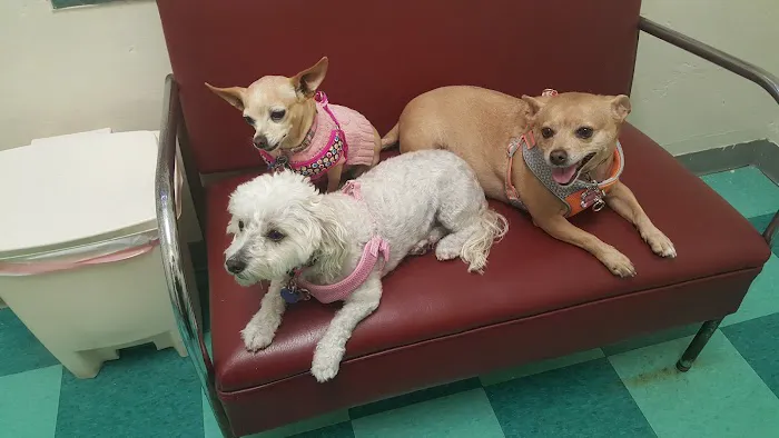 Green Dog & Cat Hospital Picture 1