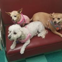Green Dog & Cat Hospital ico