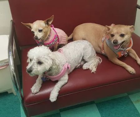 Green Dog & Cat Hospital