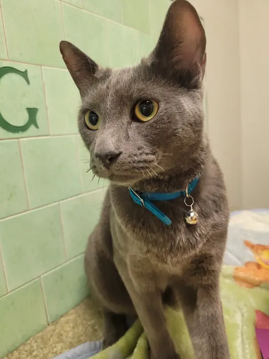 Green Dog & Cat Hospital Picture 2