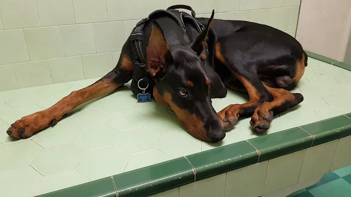 Green Dog & Cat Hospital Picture 5