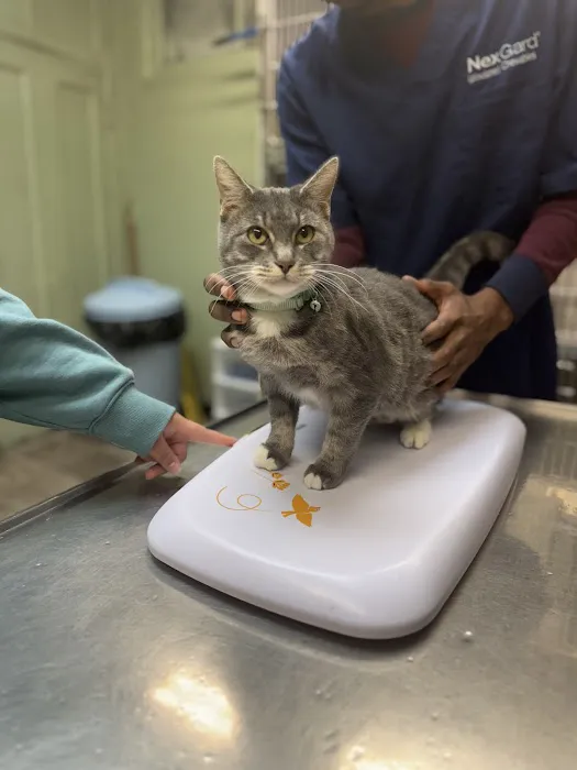Green Dog & Cat Hospital Picture 9