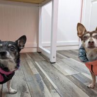 Ladera Pet Clinic ico
