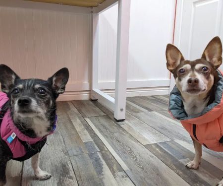Ladera Pet Clinic