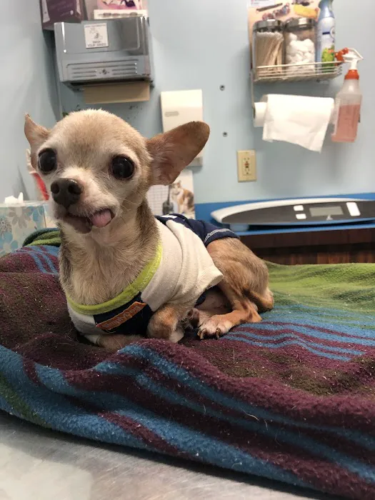 Ladera Pet Clinic Picture 6