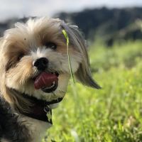 VCA TLC Animal Hospital ico