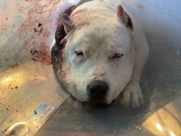 VCA TLC Animal Hospital Picture 4