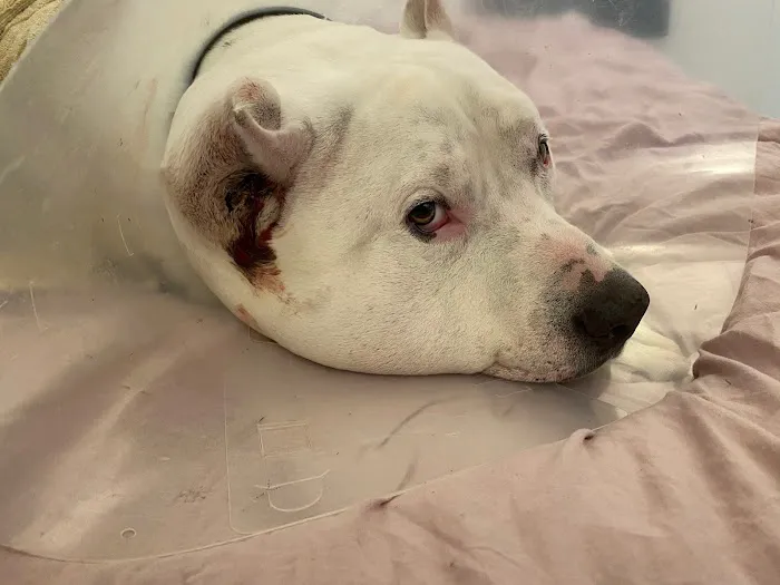 VCA TLC Animal Hospital Picture 8