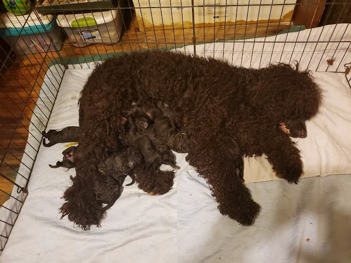 VCA Los Angeles Veterinary Specialists Picture 1