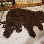 VCA Los Angeles Veterinary Specialists