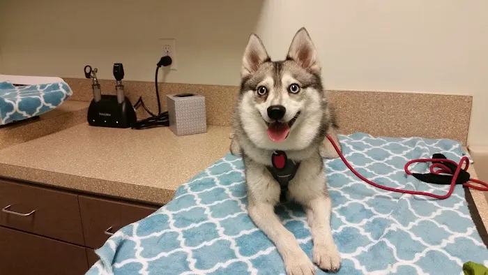 West Hollywood Animal Hospital Picture 1
