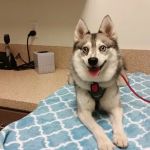 West Hollywood Animal Hospital