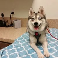 West Hollywood Animal Hospital ico