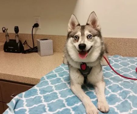 West Hollywood Animal Hospital