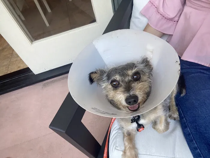West Hollywood Animal Hospital Picture 7