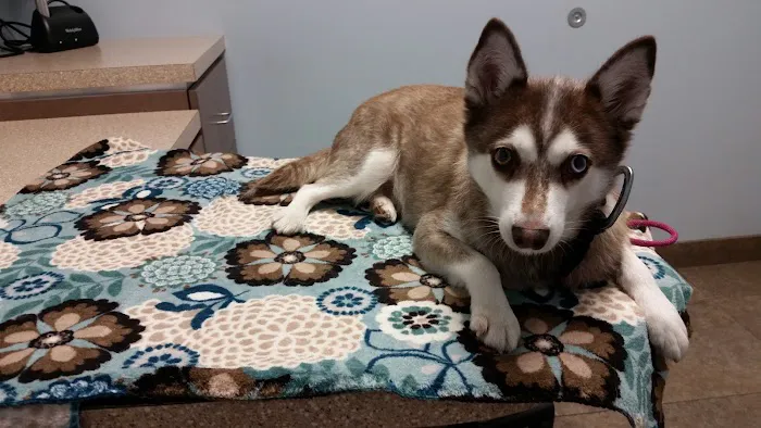 West Hollywood Animal Hospital Picture 9