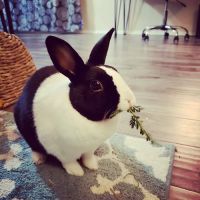ACCESS Specialty Animal Hospitals - Los Angeles ico