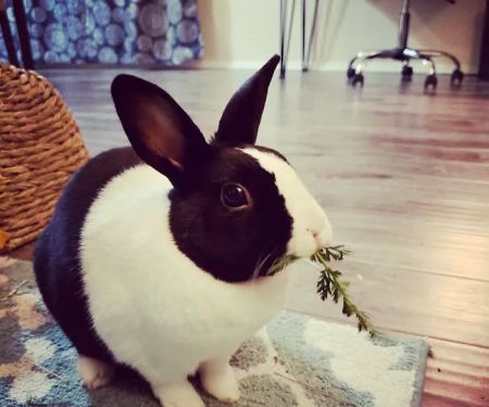 ACCESS Specialty Animal Hospitals - Los Angeles