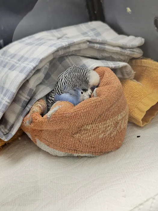 ACCESS Specialty Animal Hospitals - Los Angeles Picture 6