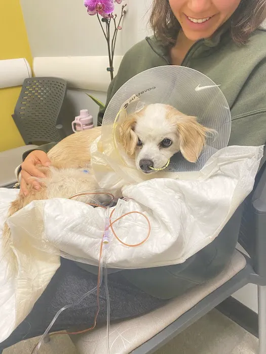 ACCESS Specialty Animal Hospitals - Los Angeles Picture 10