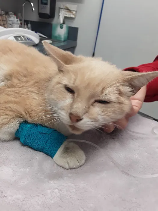 City of Angels Veterinary Specialty Center Picture 1
