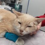 City of Angels Veterinary Specialty Center